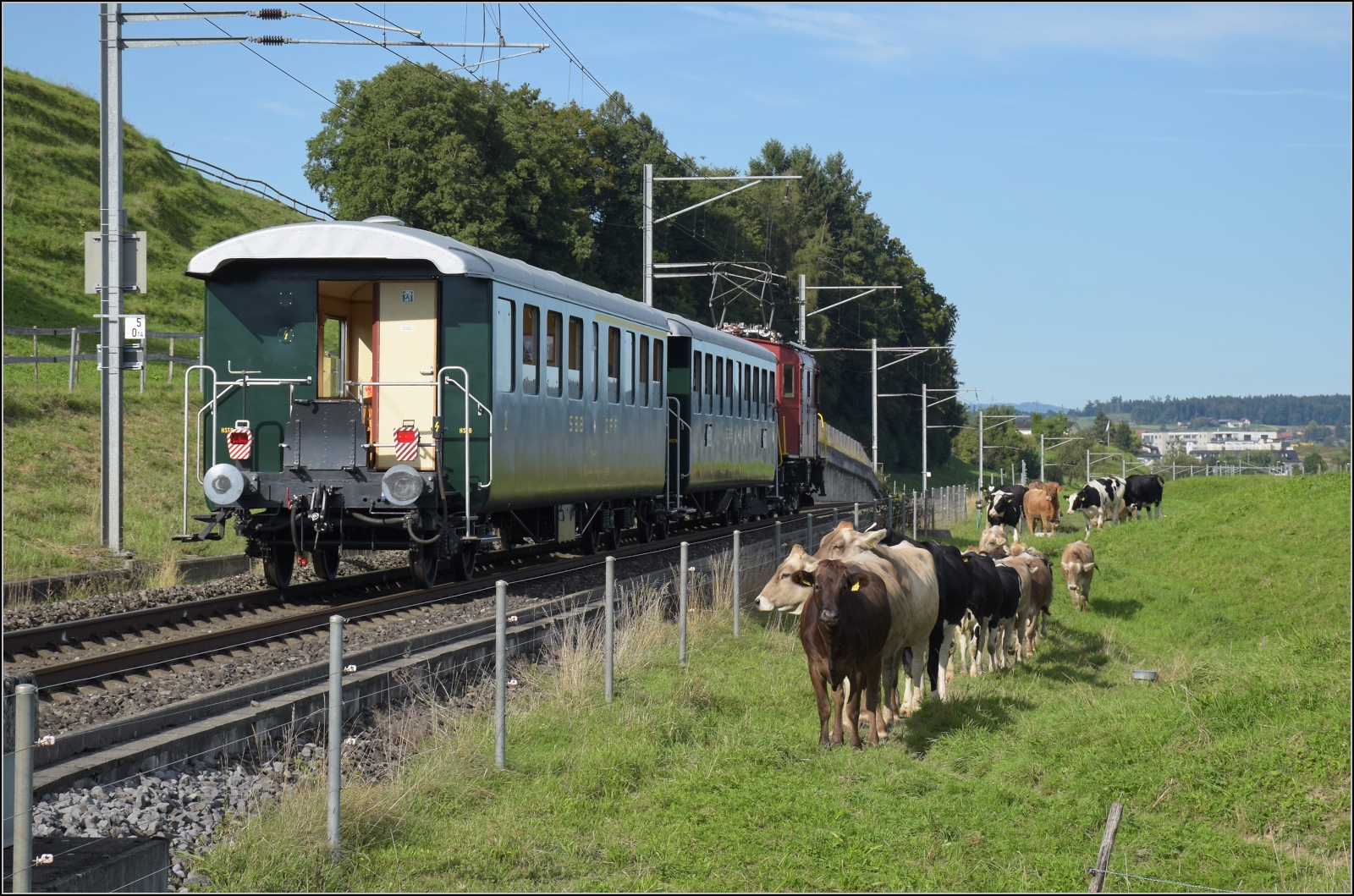 Historische Seethalbahn in Aktion und ein Auflaufunfall.

Da war das liebe Vieh vom Multitasking �berfordert. Noch w�hrend die erste Kuh bemerkt, dass der Fotograf nicht der Bauer ist, den sie sehns�chtig erwarten, f�hrt der Museumszug der historischen Seethalbahn vor�ber. Da bleibt die erste Kuh �berrascht stehen, w�hrend die anderen Rindviecher nicht bei der Sache sind und dem Museumszug zuschauen. So wiederholt sich die Szene des Auflaufunfalls der Elefanten im Dschungelbuch. Hier stossen zwar vier Rindviecher aufeinander, doch das Kopfkino spricht:  Papi, Du h�ttest Halt sagen m�ssen! 

Da ger�t der Museumszug mit dem Seetalkrokodil De 6/6 15301 fast zur Nebensache. Im Bild sind die  vorbildlich restaurierten Wagen ABi 4415 und Bi 7714 und die Mannschaft der Emmener Bunkerhangarwiesenpflege. Am Flugplatz Emmen, September 2024.