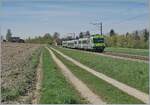 Der BLS RBDe 565 731 (94 85 7 565 731-7 CH-BLS) ist mit seinem Regionalzug 6569 kurz nach d Dotzigen auf der Fahrt von Lyss nach Büren an der Aare.