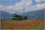 Der grüne TPC Beh 2/6 543 mitten in einem Mohnblumen- Meer  bei Vully.